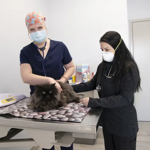 Staff examining a kitten